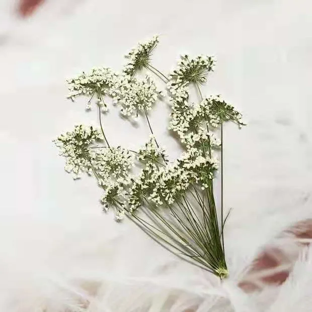 5-7cm/12pcs,Snow Tiny Flowers  - đánh giá và giá Craft Embellishment