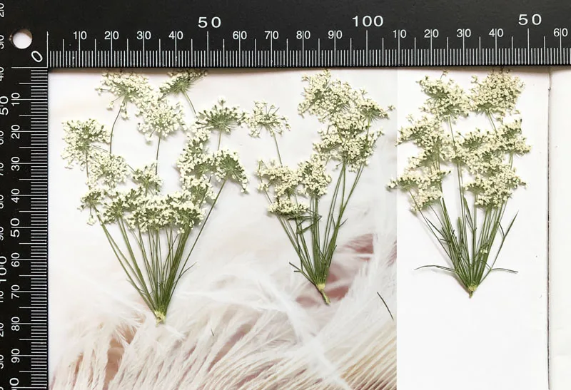 5-7cm/12pcs,Snow Tiny Flowers  - đánh giá và giá Craft Embellishment