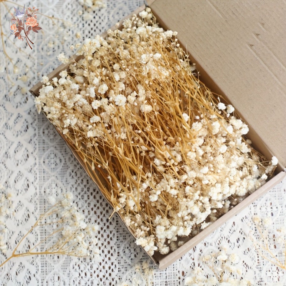 100pcs Mini Dried Baby's Breat - đánh giá và giá Embellishment Crafts